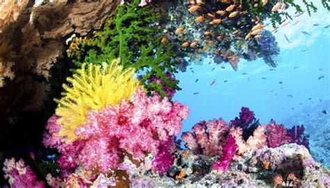 Plants & Animals in the Pacific | Sciencing