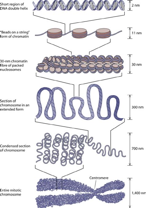 Histone Structure