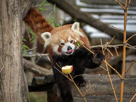 A red panda sitting on a tree and eating fruits Photograph by Stefan Rotter