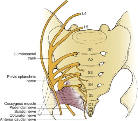 Sacral fractures in: Neurosurgical Focus Volume 37 Issue 1 (2014)