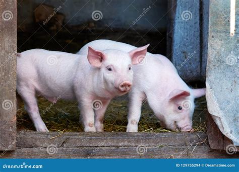 Two Little Cute Pigs on the Farm. Stock Photo - Image of nose, animal: 129755294