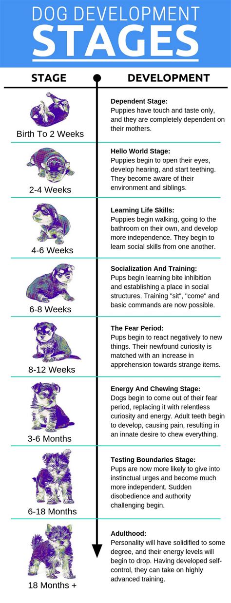 The Developmental Stages of Puppy Growth | Dogviously | Puppy training ...