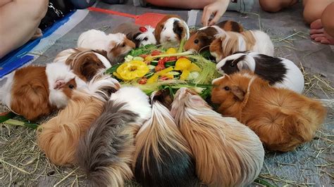 Guinea Pig Group Of Singapore: All About Guinea Pigs Including Top Five ...