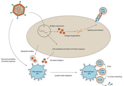 Repurposing Adenoviruses as Vectors for Vaccines - The Native Antigen Company