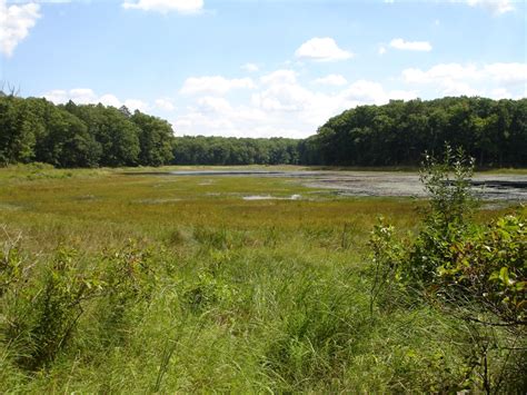 Coastal Plain Marsh - Michigan Natural Features Inventory