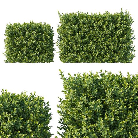 Boxwood 04 - 3D Model for Corona