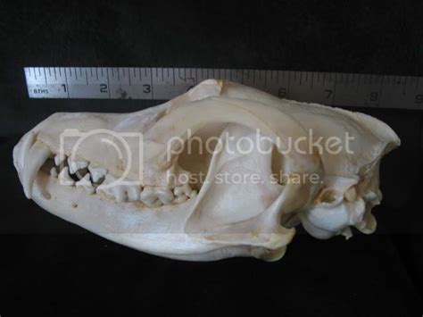 question about eastern coyote "skull" size ? - The HuntingPA.com ...
