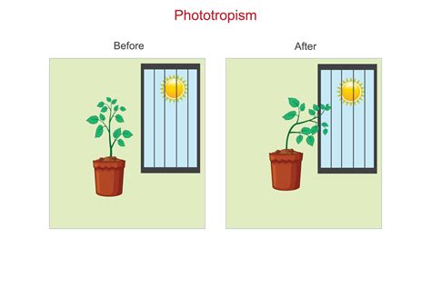 Phototropism Images – Browse 442 Stock Photos, Vectors,, 42% OFF