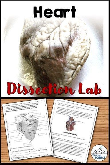 Sheep Heart Dissection | Lab activities, Dissection, Anatomy and physiology