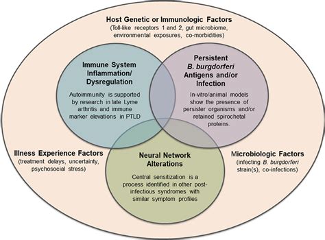 Lyme Disease Treatment | Prognosis for Lyme Patients after Treatment