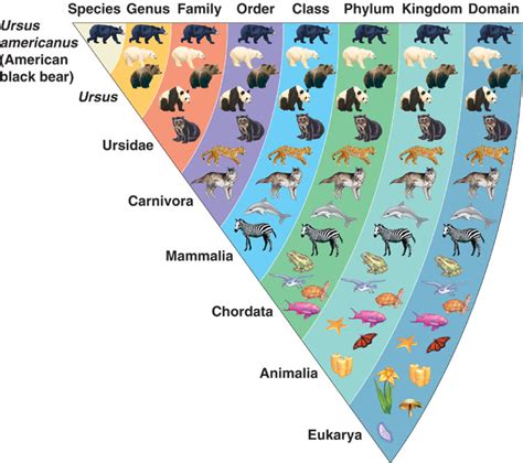 6.L.4A.2 CLASSIFICATION STRUCTURE - SOUTH CAROLINA 6TH GRADE SCIENCE