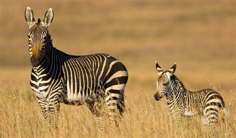 Mountain Zebra National Park – SANParks