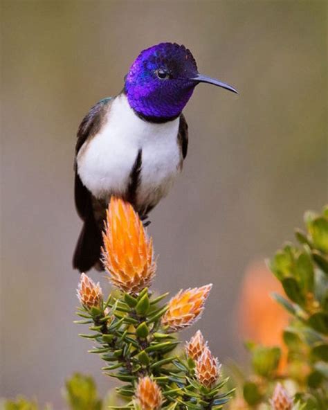 Photographer Captures Amazing Close-Up Photos of Hummingbird's Iridescent Feathers