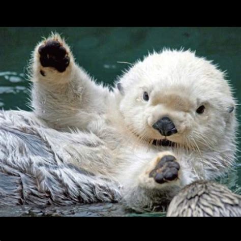 48 best Otter puns images on Pinterest | Otter, Otters and Funny animal