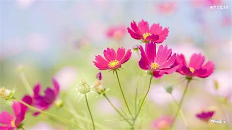 Pink Flower In Garden Hd Wallpaper