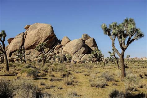 Cap Rock area, Joshua Tree National Park Photograph by NaturesPix