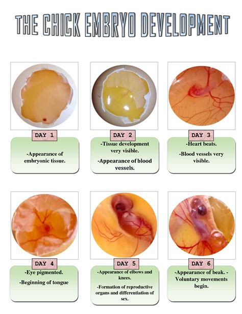 SOLUTION: Stages of chick embryo development - Studypool