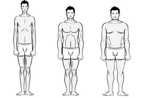 Different Body Types Men Drawing - Goimages Ily