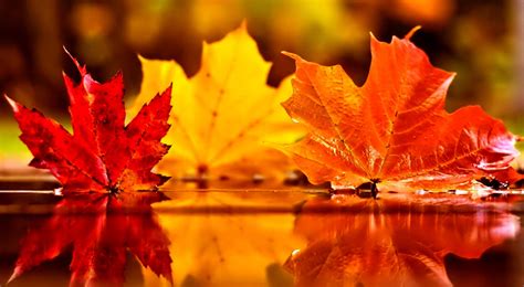 Falling Red leaves Wallpapers - A Season of Paradox ... | Autumn leaves wallpaper, November ...