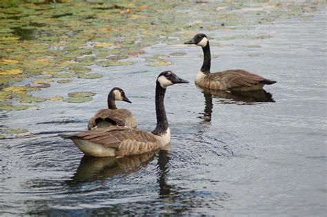 Photo Gallery Friday: Seney National Wildlife Refuge - Travel the Mitten