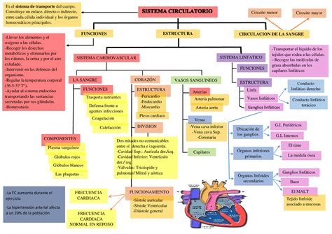 Arriba 100+ imagen mapa mental del sistema circulatorio humano ...