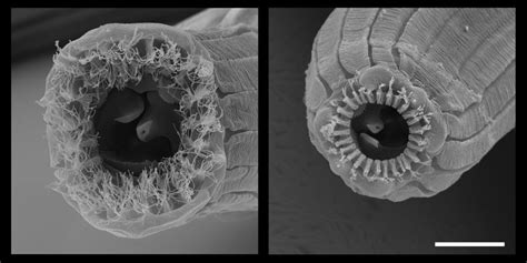 Photos: One Worm, Five Shape-Shifting Mouths | Live Science