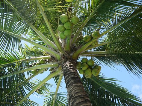 Coconut,cocos nucifera,tree,nuts,fruit - free image from needpix.com