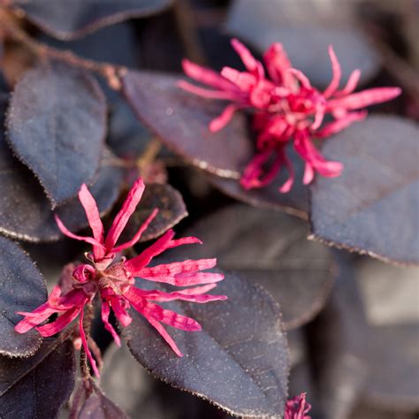 Loropetalum – Varieties and Sizes | Walter Reeves: The Georgia Gardener