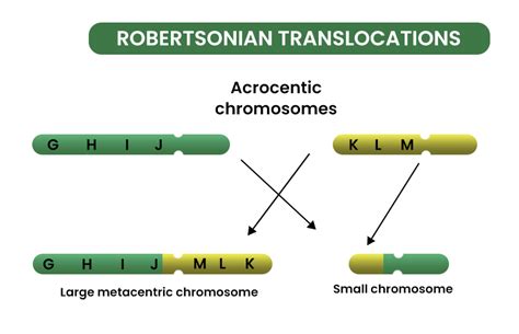 Chromosomal Translocation - Definition, Occurrence, Types, Examples - GeeksforGeeks