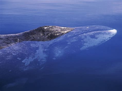 Bowhead Whale