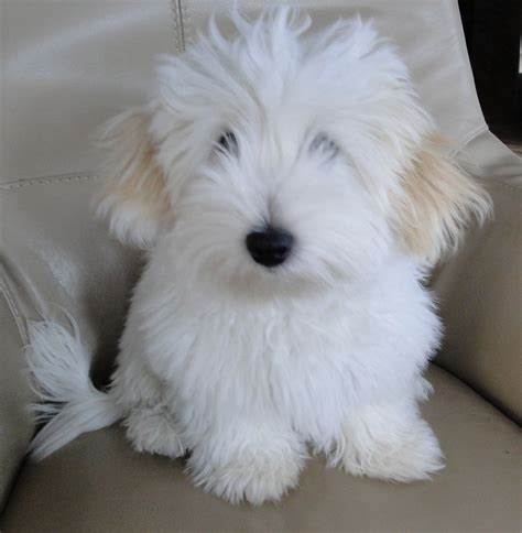 Coton De Tulear Mix Puppies at Heather Brunson blog