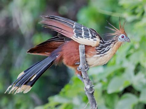 Hoatzin Birds: the Strangest Bird in the Amazon? – Way Daily