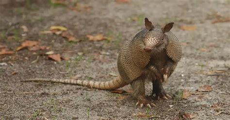 Armadillo Rabies: Understanding the Risks and Precautions