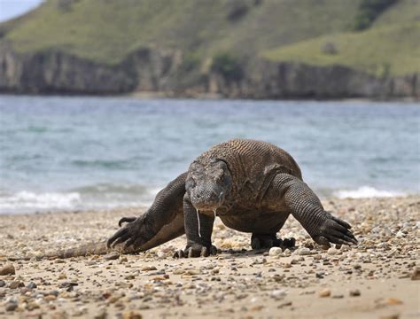 Indonesia: Dragón de Komodo hiere gravemente a trabajador del complejo ...