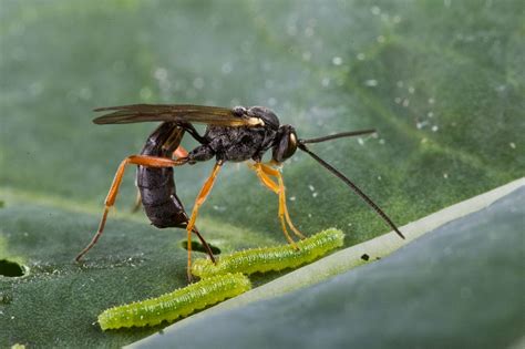 agriculture sciences: Parasitoids and their importance in Agriculture