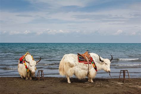 Qinghai Lake - WorldAtlas