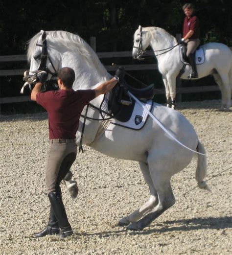 Spanish Riding School - In Hand work at the summer riding school | Eventing horses, Spanish ...