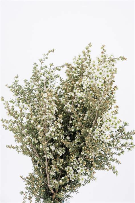 WAXFLOWER, WHITE – Flora Fresh