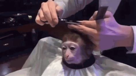 Monkey Meme Template