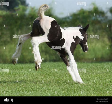 Gypsy Vanner Horse foal Stock Photo - Alamy