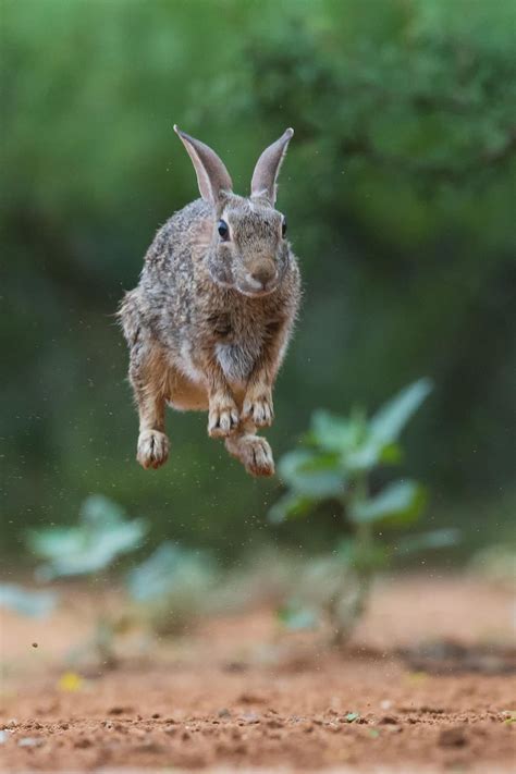 Bouncing Bunny by Kurt Bowman | 500px | Animal pictures, Super cute ...