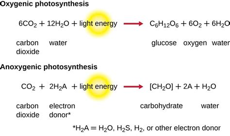 Photosynthesis | Microbiology