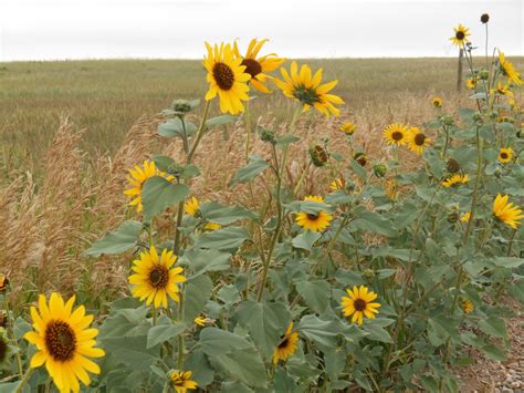 It’s those wild sunflowers that grow on the side of the road… | Wild sunflower, Sunflower ...