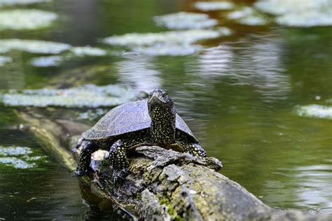 European pond turtle conservation program in Greater Poland – Fundacja ...