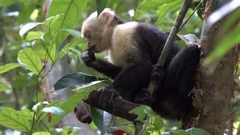 White faced capuchin monkey feeding in t... | Stock Video | Pond5