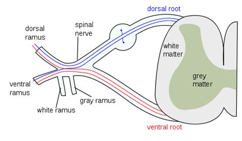 Spinal nerve.svg