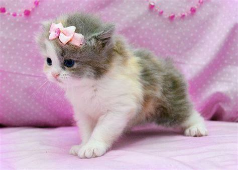 Pin by Southern Bella Paperie on Cuteness | Kittens cutest, Baby ...