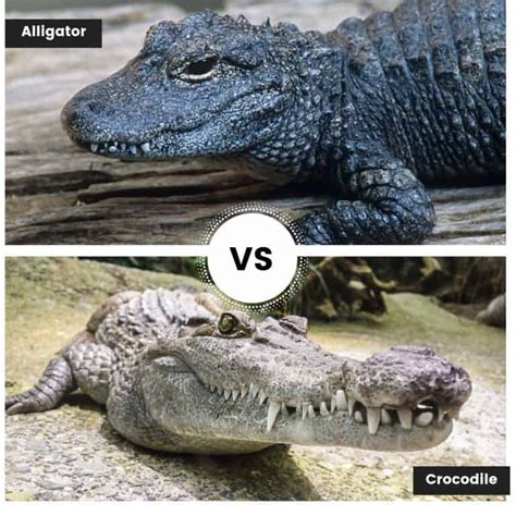 Alligator vs Crocodile - Find out the many differences and similarities