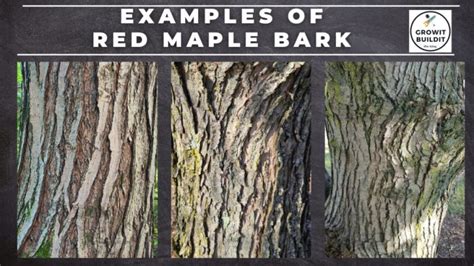 Maple Tree Identification – A Complete Guide – GrowIt BuildIT