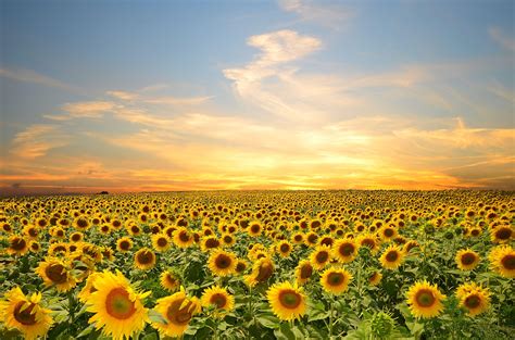 Sunflower Desktop Wallpapers - Top Free Sunflower Desktop Backgrounds ...